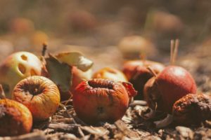 Pourriture des fruits